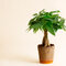 Money Tree